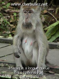 légende: Macaque a longue queue Bako National Park Sarawak 03
qualityCode=raw
sizeCode=half

Données de l'image originale:
Taille originale: 195505 bytes
Temps d'exposition: 1/150 s
Diaph: f/400/100
Heure de prise de vue: 2002:09:13 11:41:24
Flash: non
Focale: 420/10 mm
